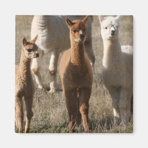 Schattige Alpaca's Magneet