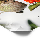 Schattige Anna's Hummingbird op Berry Struik Foto Afdruk (Hoek)