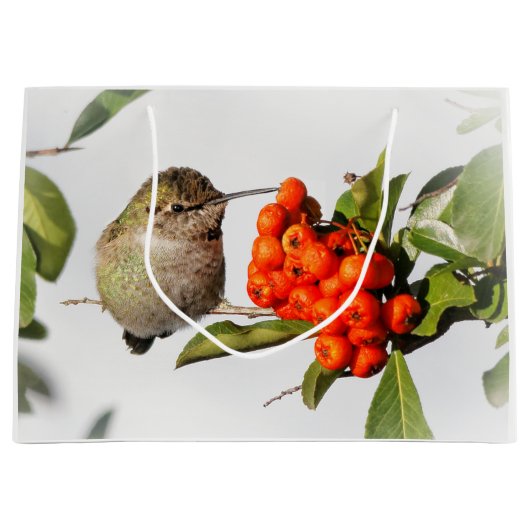 Schattige Anna's Hummingbird op Berry Struik Groot Cadeauzakje (Voorkant)