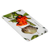 Schattige Anna's Hummingbird op Berry Struik Magneet (Rechterzijde)