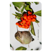 Schattige Anna's Hummingbird op Berry Struik Magneet (Verticaal)
