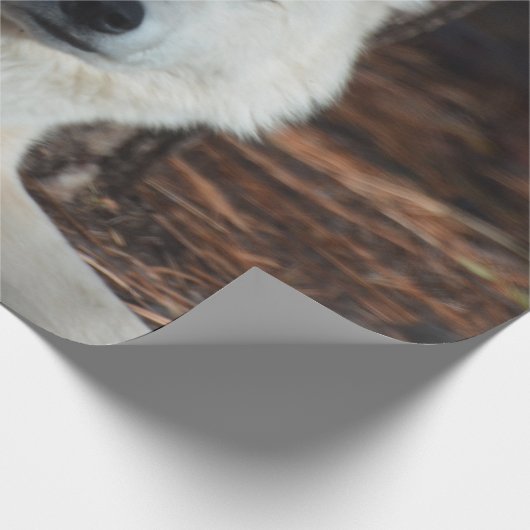 Schattige Arctische Wolf Cadeaupapier (Hoek)