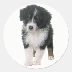 Schattige Aussie Puppy Hondenliefhebber Australian Ronde Sticker