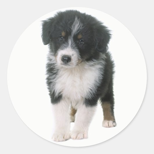 Schattige Aussie Puppy Hondenliefhebber Australian Ronde Sticker (Voorkant)
