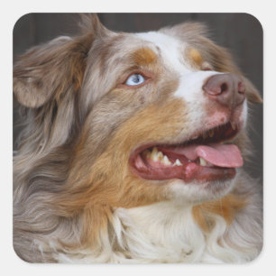Schattige Aussie Puppy Hondenliefhebber Australian Vierkante Sticker