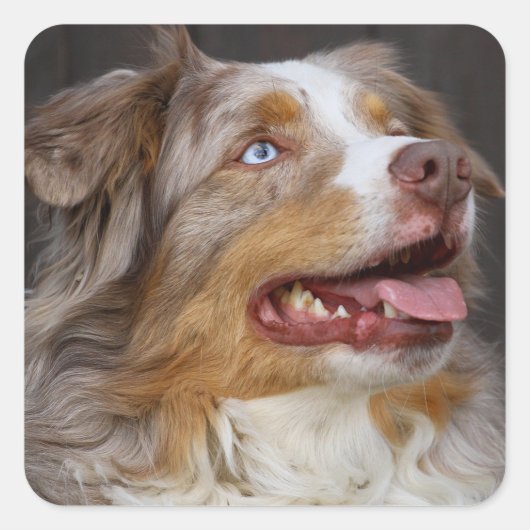 Schattige Aussie Puppy Hondenliefhebber Australian Vierkante Sticker (Voorkant)