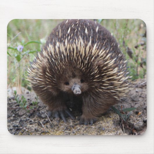 Schattige Australische Echidna Muismat (Voorkant)