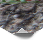 Schattige Australische Echidna Poster (Hoek)