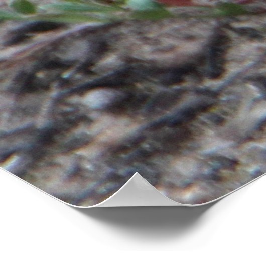 Schattige Australische Echidna Poster (Hoek)