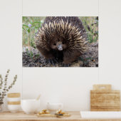 Schattige Australische Echidna Poster (Keuken)