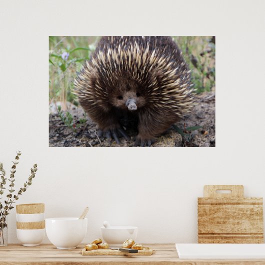 Schattige Australische Echidna Poster (Keuken)