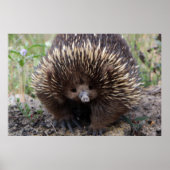 Schattige Australische Echidna Poster (Voorkant)