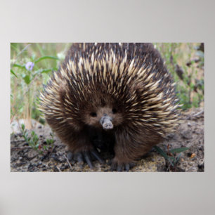 Schattige Australische Echidna Poster