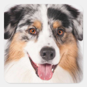 Schattige Australische Herder Puppy Hond Liefhebbe Vierkante Sticker