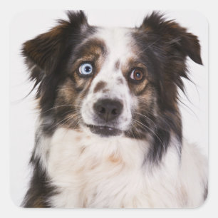 Schattige Australische Herdershond Puppy Liefhebbe Vierkante Sticker