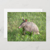 Schattige Baby Armadillo Briefkaart (Voorkant / Achterkant)