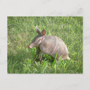 Schattige Baby Armadillo Briefkaart