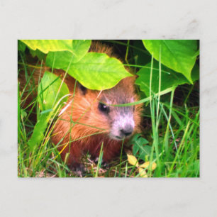 Schattige baby bosmarmot Canada Briefkaart
