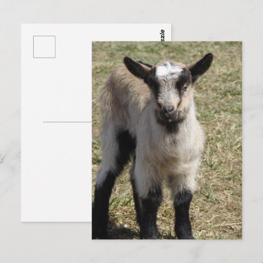 Schattige Baby Briefkaart (Voorkant / Achterkant)