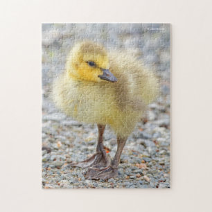 Schattige Baby Canada Goose op de grind Legpuzzel