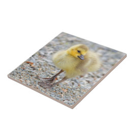 Schattige Baby Canada Goose op de grind Tegeltje