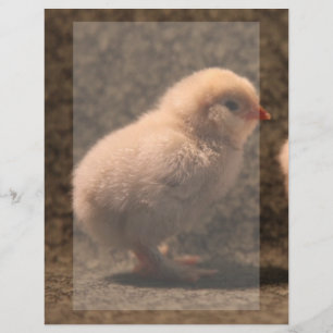 Schattige Baby Chick Stationery