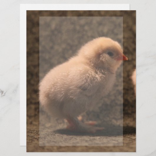 Schattige Baby Chick Stationery (Voorkant / Achterkant)