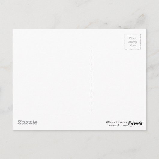 Schattige Baby Chipmunk Hiding in een pijnboom Briefkaart (Achterkant)