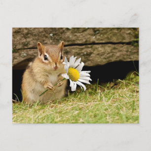 Schattige Baby Chipmunk met Daisy Briefkaart