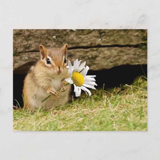 Schattige Baby Chipmunk met Daisy Briefkaart (Voorkant)