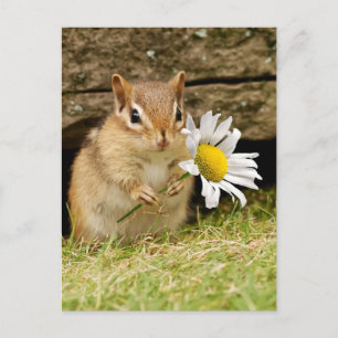Schattige Baby Chipmunk met Daisy Briefkaart