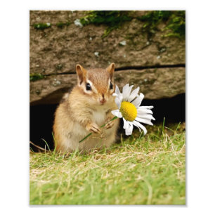 Schattige Baby Chipmunk met Daisy Foto Afdruk