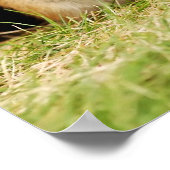 Schattige Baby Chipmunk met Daisy Poster (Hoek)