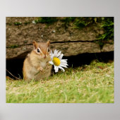 Schattige Baby Chipmunk met Daisy Poster (Voorkant)