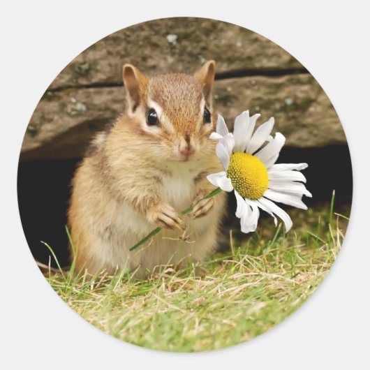 Schattige Baby Chipmunk met Daisy Ronde Sticker (Voorkant)