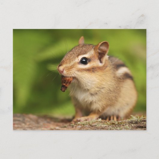 Schattige Baby-chipmunk met Snack Briefkaart (Voorkant)