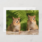 Schattige Baby Chipmunk Siblings Briefkaart (Voorkant / Achterkant)