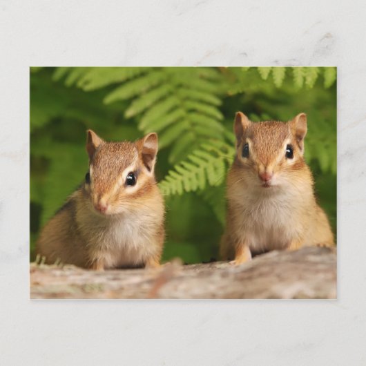Schattige Baby Chipmunk Siblings Briefkaart (Voorkant)