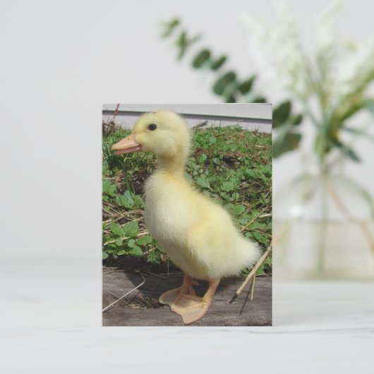 Schattige Baby Duck in het land Fotografie Briefkaart (Staand voorkant)