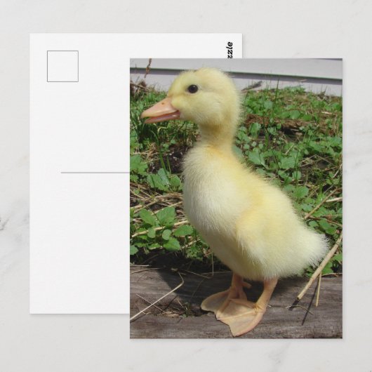 Schattige Baby Duck in het land Fotografie Briefkaart (Voorkant / Achterkant)