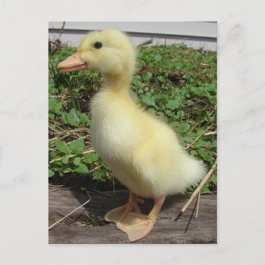 Schattige Baby Duck in het land Fotografie Briefkaart (Voorkant)
