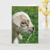 Schattige Baby geit paasgeit Kaart (Gele Bloem)