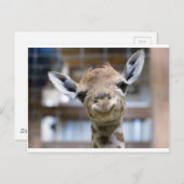 schattige baby giraffe briefkaart (Voorkant / Achterkant)