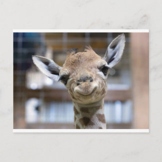 schattige baby giraffe briefkaart
