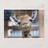 schattige baby giraffe briefkaart (Voorkant)