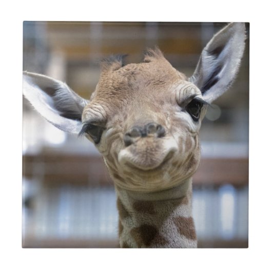 schattige baby giraffe tegeltje (Voorkant)