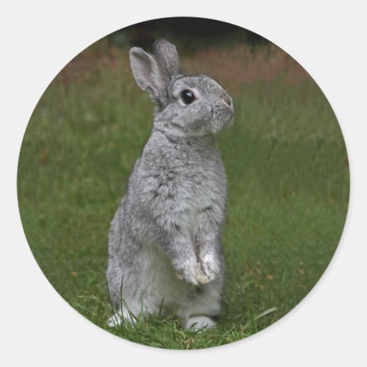 Schattige Baby Konijn Sticker (Voorkant)
