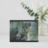 Schattige Baby Lynx Briefkaart (Staand voorkant)