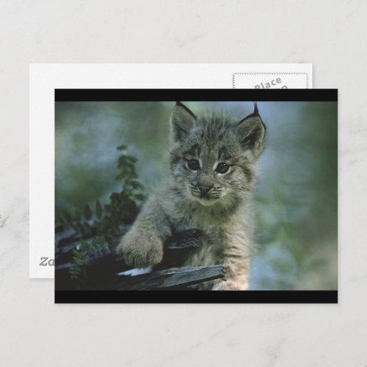 Schattige Baby Lynx Briefkaart (Voorkant / Achterkant)