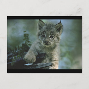 Schattige Baby Lynx Briefkaart